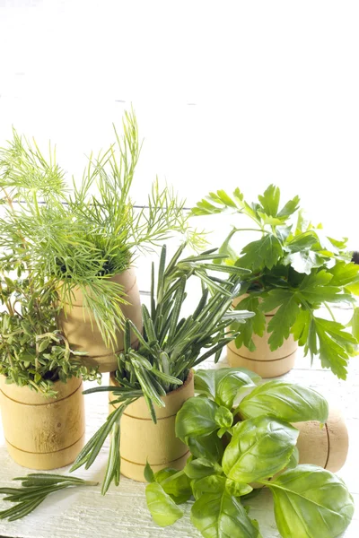 Variety of fresh herbs on white boards — Stock Photo, Image