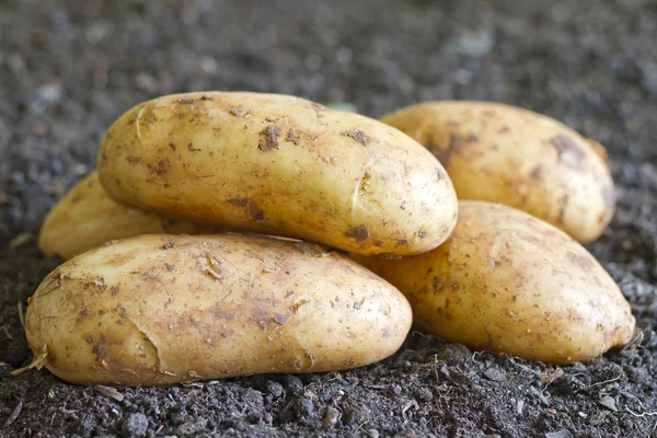 Fresh organic potatoes on the soil in the garden — Stock Photo, Image