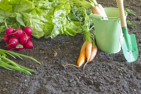 Fresh spring organic vegetables on the soil in the garden — Stock Photo, Image