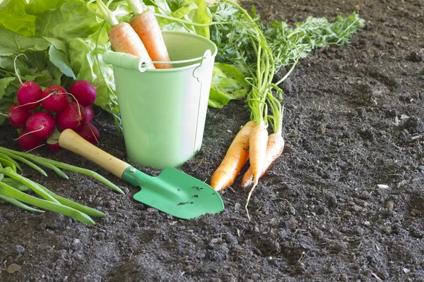 Свіжі весняні органічні овочі на грунті в саду — стокове фото