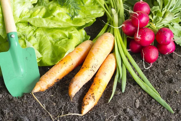 Verduras orgánicas frescas de primavera en el suelo del jardín — Foto de Stock