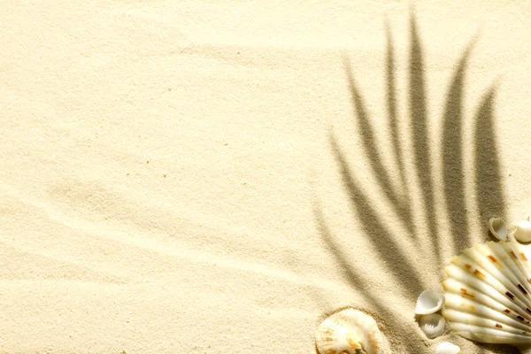 Piaszczysta plaża z palmami i muszlami abstrakcyjne tło — Zdjęcie stockowe