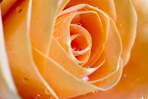 オレンジ色のバラの花びらマクロ背景テクスチャ — ストック写真