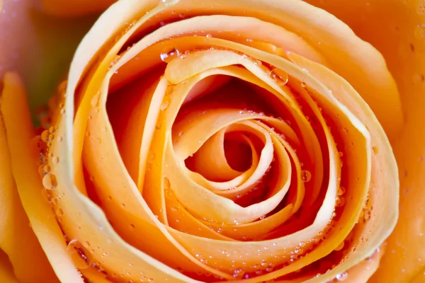 Rose orange petals macro background texture — Stock Photo, Image