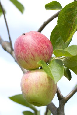 doğal taze elma ağacı portre üzerinde büyüyen