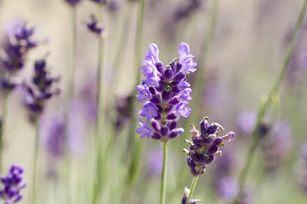 Lavendel op het veld close-up — Stockfoto