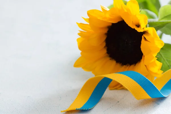 向日葵和蓝黄缎带 乌克兰概念的象征 — 图库照片