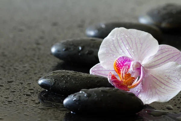 Orchidee Bloem Dauwachtige Stenen Zwarte Achtergrond Spa Concept Lichaam Geest — Stockfoto
