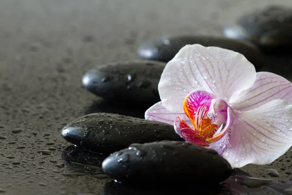 Flor Orquídea Pedras Orvalho Fundo Preto Conceito Spa Corpo Mente — Fotografia de Stock