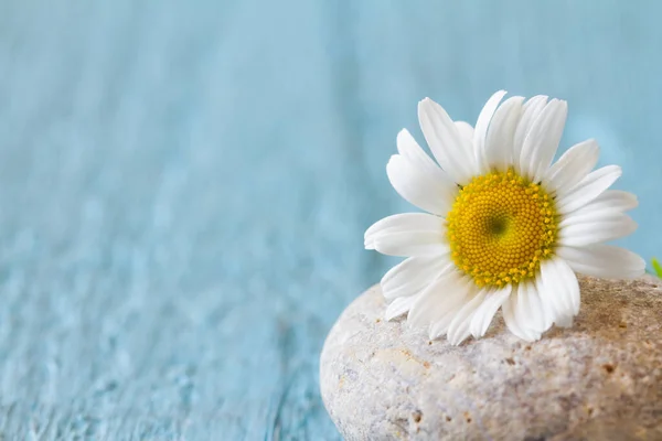 Flor Manzanilla Sobre Piedra Fondo Azul —  Fotos de Stock