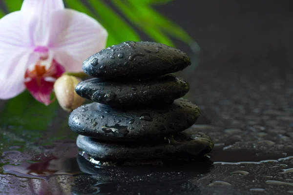 Orchid Flower Dewy Stones Black Background Spa Concept Body Mind — Zdjęcie stockowe