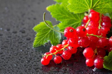 Siyah arkaplanda yaprakları olan kırmızı frenk üzümü
