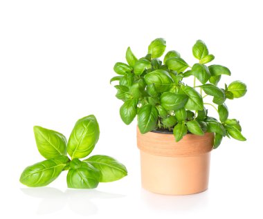 mutfak ot fesleğen ve pot bitki yaprakları