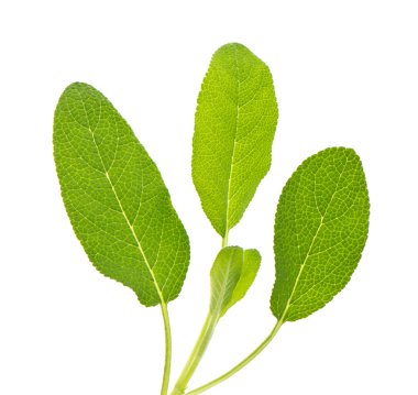 adaçayı yaprakları beyaz üzerine izole