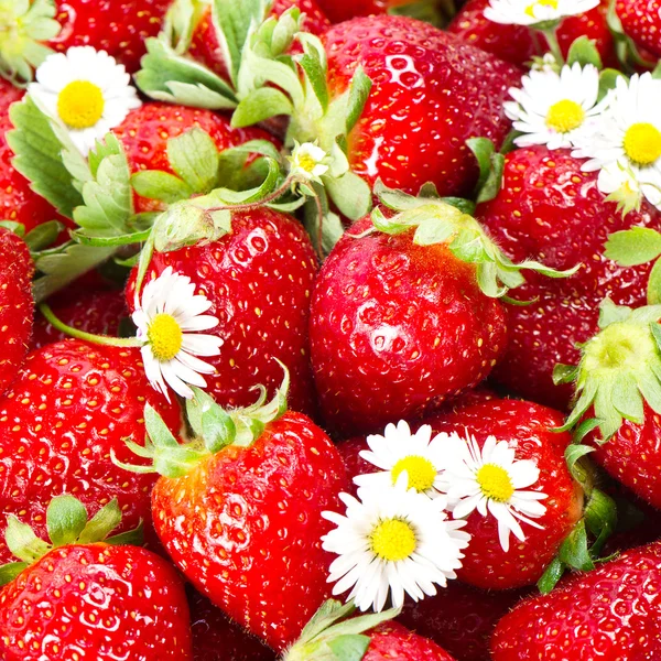 Verse aardbeien met madeliefjebloemen — Stockfoto