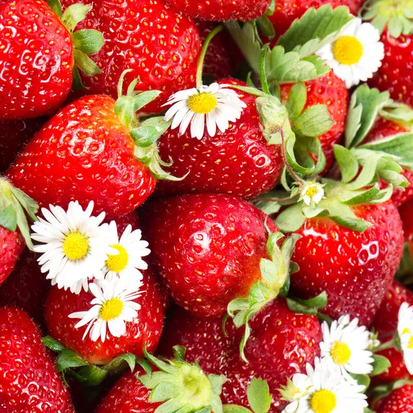 Verse aardbeien met madeliefjebloemen — Stockfoto