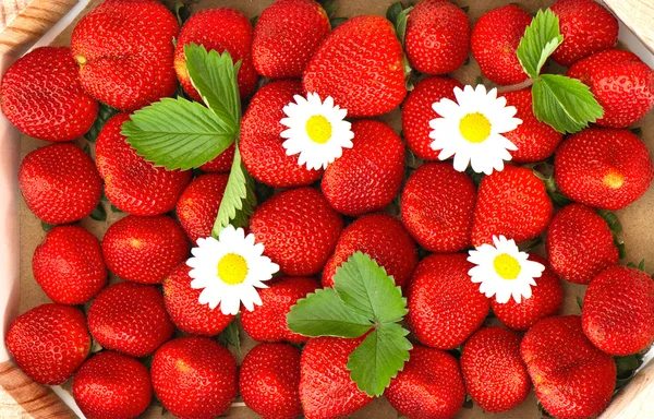 Fresas frescas con flores de margarita — Foto de Stock