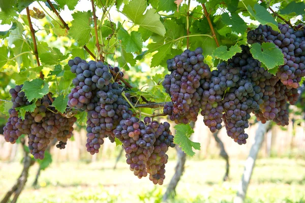 Червоний виноград з зеленим листям на лозі — стокове фото
