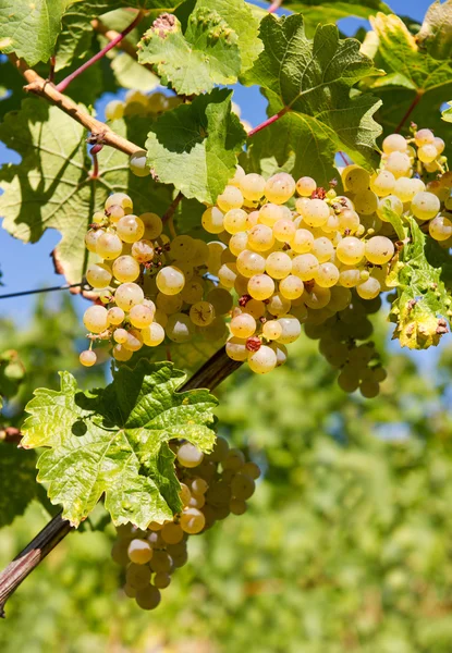 Зеленый виноград на лозе — стоковое фото