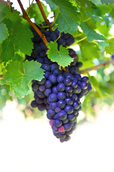 Фіолетовий червоний виноград з зеленим листям на лозі — стокове фото
