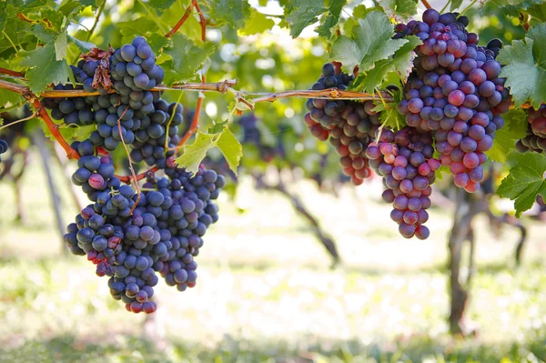 Fialové červené hrozny na vinici — Stock fotografie
