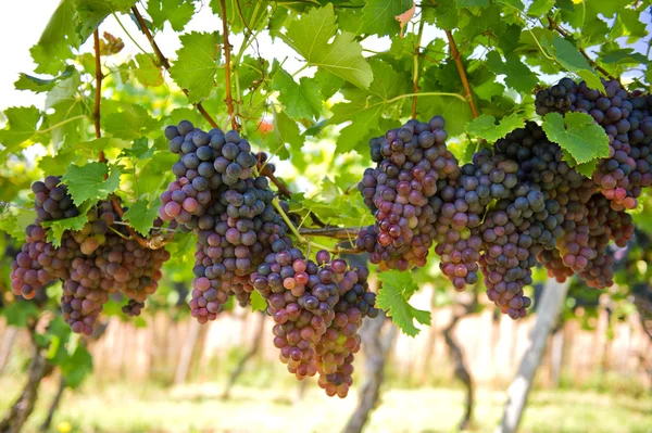 Uvas vermelhas roxas na videira com folhas verdes — Fotografia de Stock