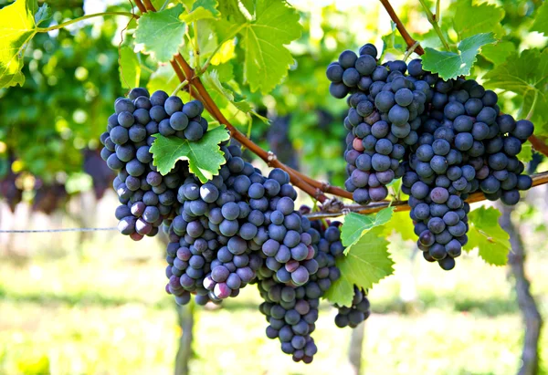 Purple red grapes with green leaves — Stock Photo, Image