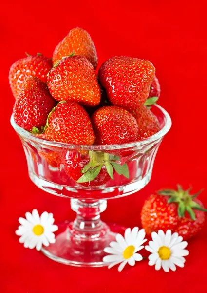Fresh strawberries with daisy flowers over red — Stock Photo, Image