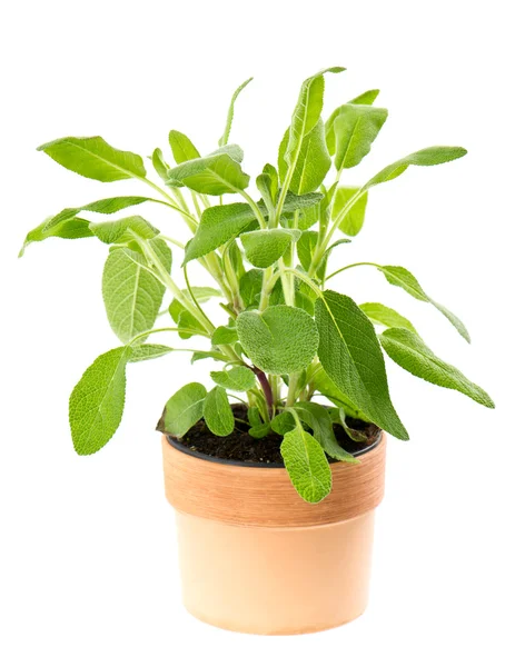 Sage plant in pot isolated on white — Stock Photo, Image