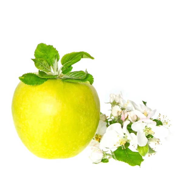 Green apple fruit and apple tree blossom — Stock Photo, Image