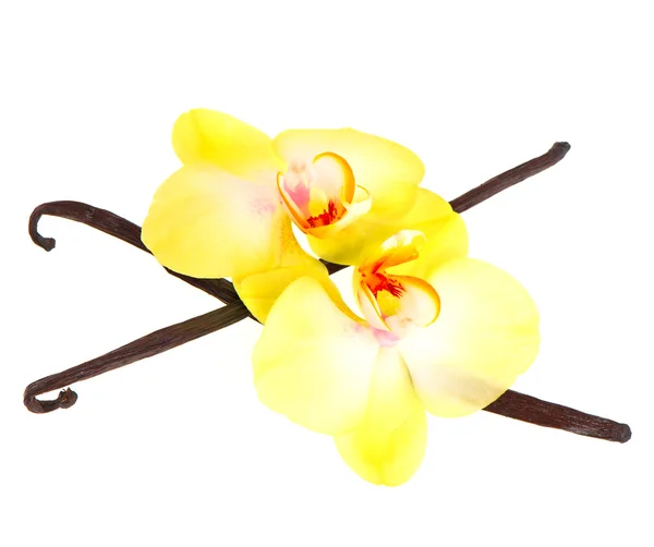 Vainas de vainilla y flor de orquídea — Foto de Stock