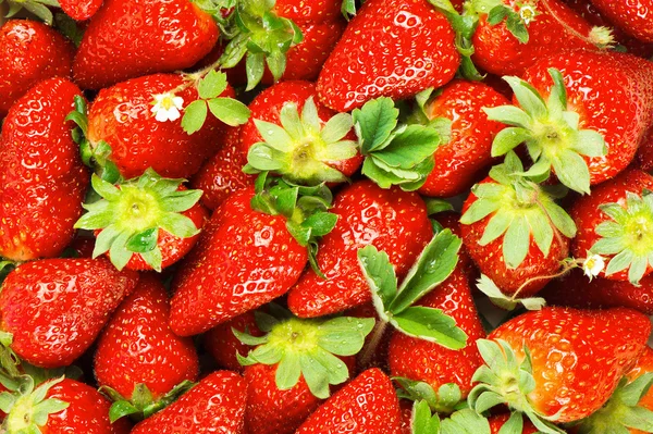 Fresas frescas con hojas y flores — Foto de Stock