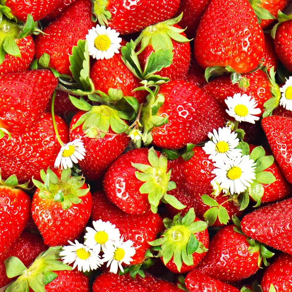 Primo piano di fragole fresche con fiori di margherita — Foto Stock