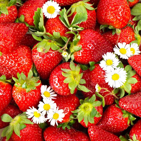 Fresh strawberries with daisy flowers — Stock Photo, Image