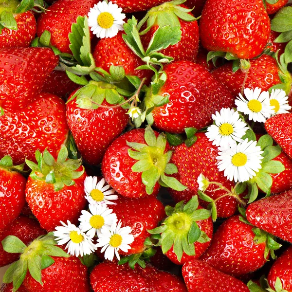 Fresas frescas con flores de margarita — Foto de Stock