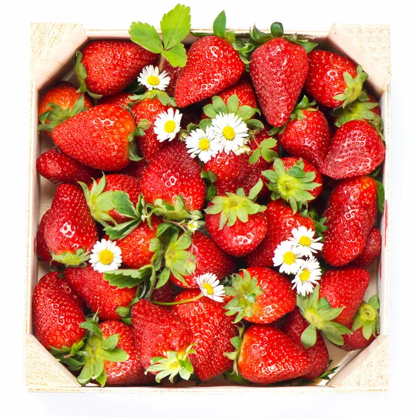 Fresas frescas arregladas con flores de margarita — Foto de Stock