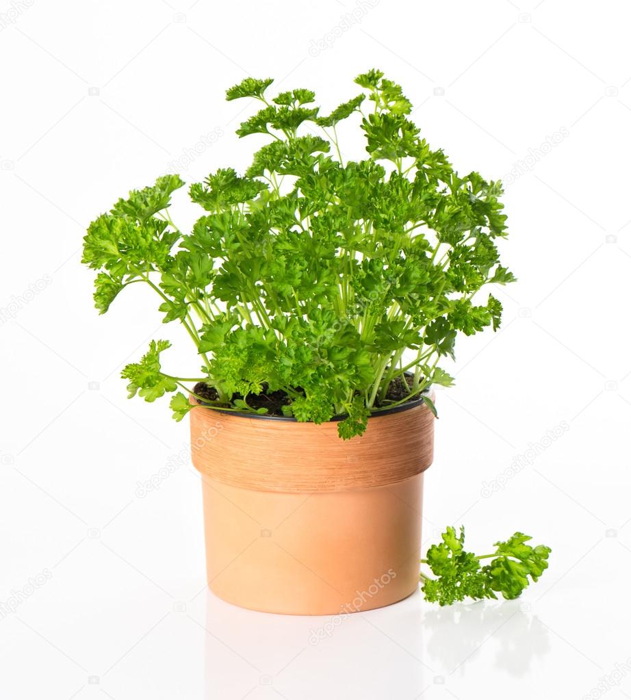 kitchen herb parsley in pot