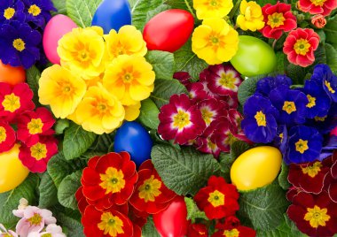 Paskalya yumurtaları çeşitli çuha çiçeği çiçek