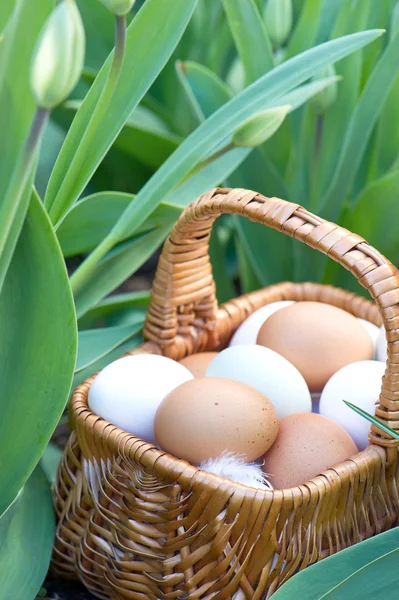 Natuurlijke eieren in een mand en verse lente tulpen — Stockfoto