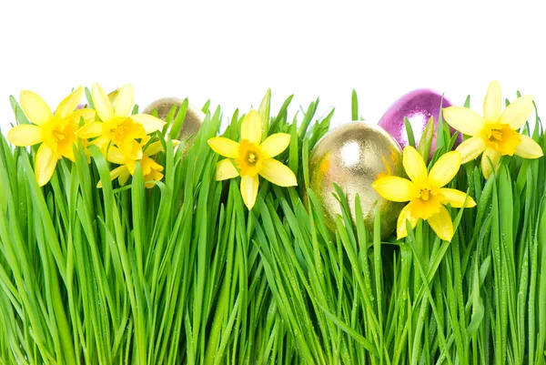 Fresh spring narcissus flowers with golden easter eggs — Stock Photo, Image