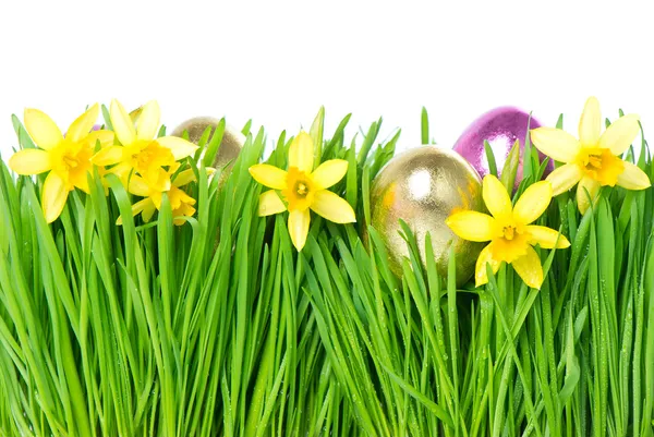 Frische Frühlingsnarzissenblüten mit goldenen Ostereiern — Stockfoto