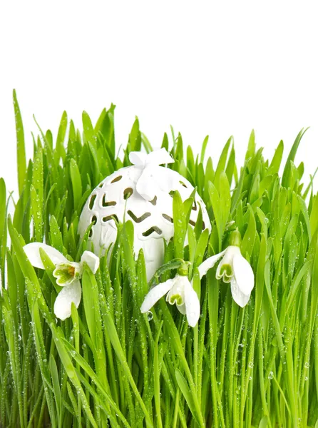 Erba verde con fiori di bucaneve e uovo di Pasqua — Foto Stock