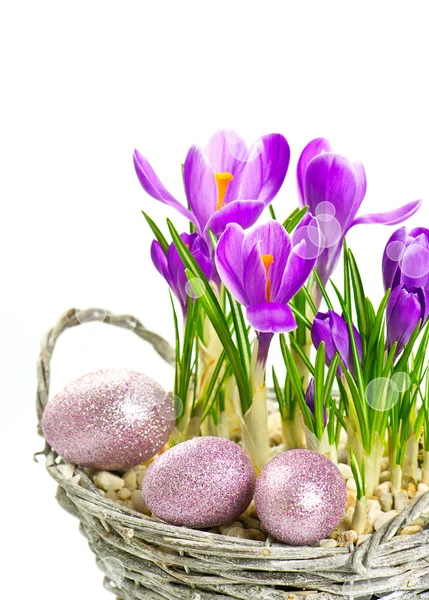 Bellissimi fiori di croco primaverili con decorazione di uova di Pasqua — Foto Stock