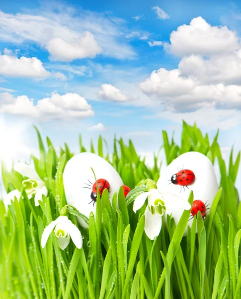 Herbe verte avec des œufs de Pâques et ciel ensoleillé — Photo