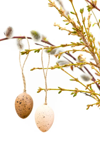 Pasen eieren op verse lente boom twijgen — Stockfoto