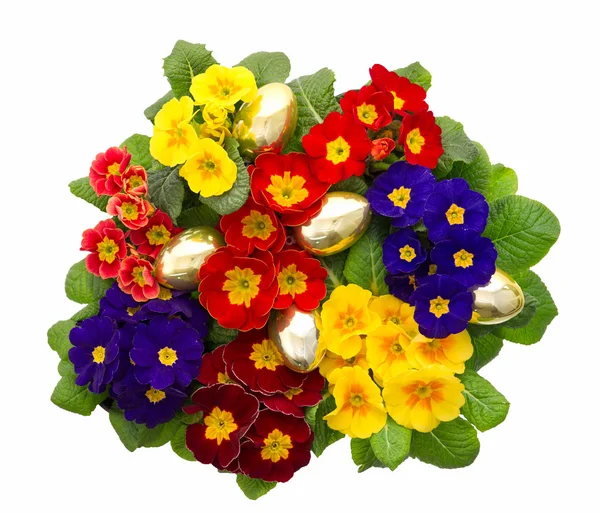 Assorted primula flowers with golden easter eggs — Stock Photo, Image
