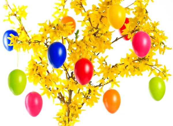 Forsythia λουλούδια και πολύχρωμα Πασχαλινά αυγά — Φωτογραφία Αρχείου
