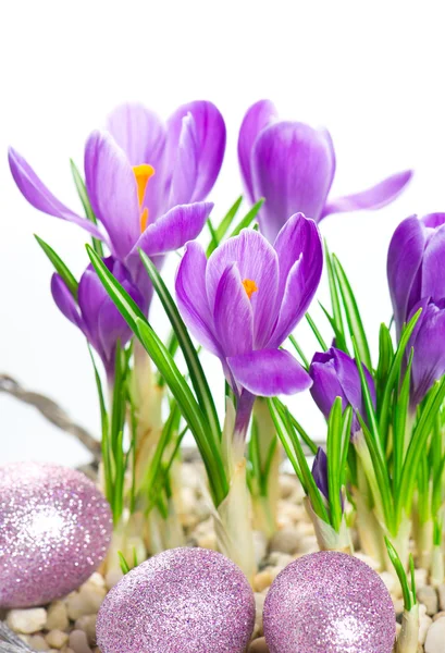 Beautifil lente crocus bloemen met Pasen eieren decoratie — Stockfoto