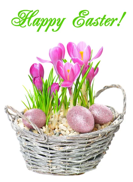 Roze voorjaar crocus bloemen met glanzende Pasen eieren decoratie — Stockfoto