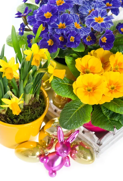 Primulas e narciso em vaso sobre fundo branco — Fotografia de Stock